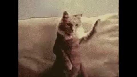 Jae Claude ft J-Stonez - WHIP IT - Music Video #short Funny Cat Dance