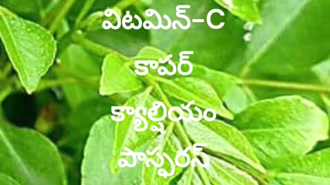 Curry Leaves Health Benefits and Vitamins Info \ Amazing Powerful Hidden Benefits of Curry Leaves.