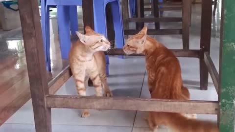 Cats Fighting and Meowing - These Two are Bloody Brothers