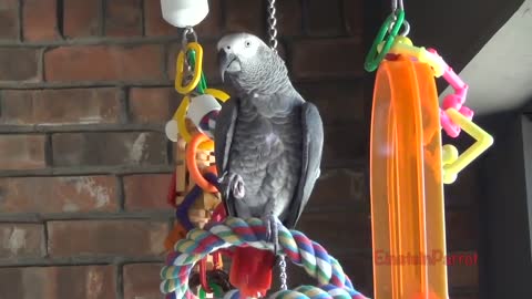 Einstein Parrot can talk better than most humansp24