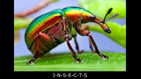 Insects are Awesome