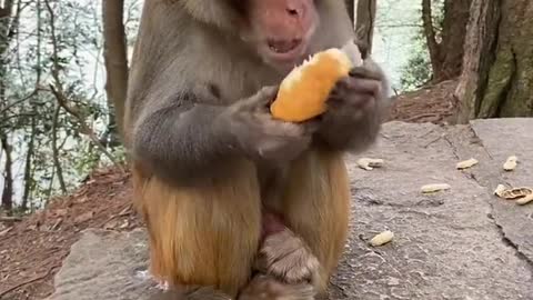 When you meet a monkey in the mountain, you give it something to eat