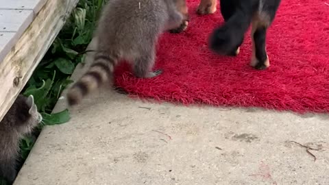 Baby Raccoons Play with Chief the Dog