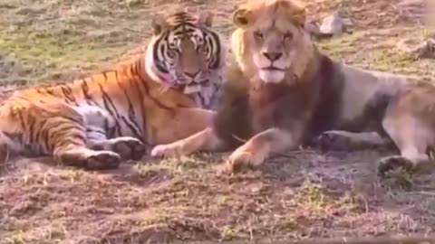 Lion attack on animals | Best animal videos