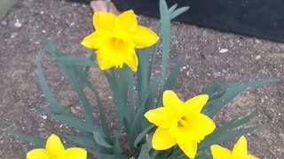 Wild Daffodils