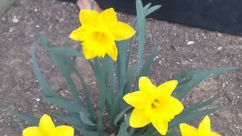 Wild Daffodils