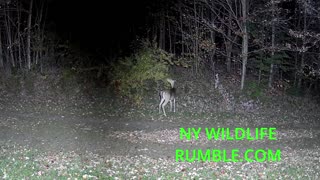 Catskills Deer on Trail Cam