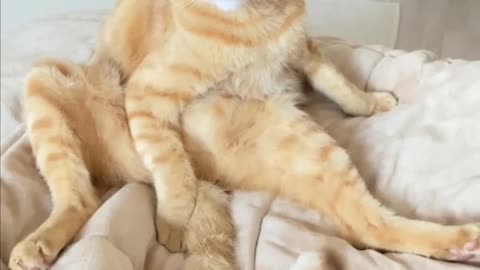 Baggy cat relaxing