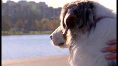 Australian shepherd dog