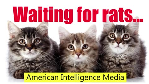 These MAGA cats are ready for action