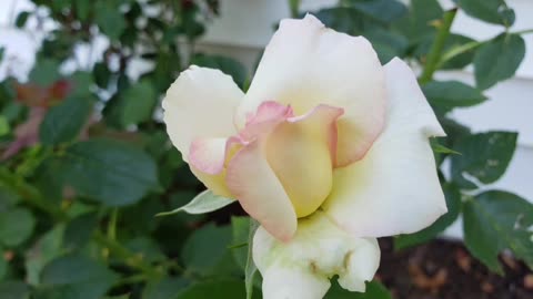 Flowers For Christmas From Petunia (Have A Very Merry Christmas)