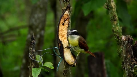 Fauna Insects Bird Eating