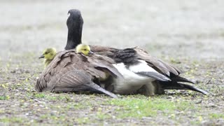 Canada Geese Family Wait for the run! - 4k