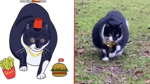 Hilarious Cat Memes, Side-Splitting Funny Cats