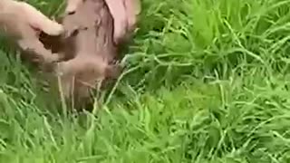 Rescuing a baby fox