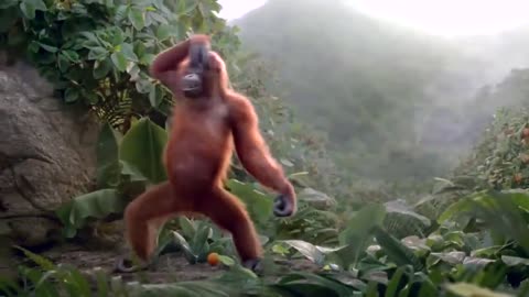 Funny monkey dancing