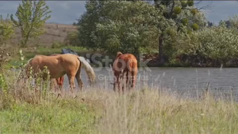 Exploring Earth's Amazing Animals