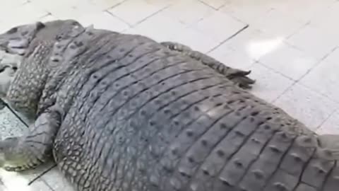 The Biggest Crocodile in the World