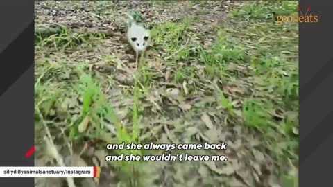 This man raised an opossum. Now he thinks they are smarter than dogs.