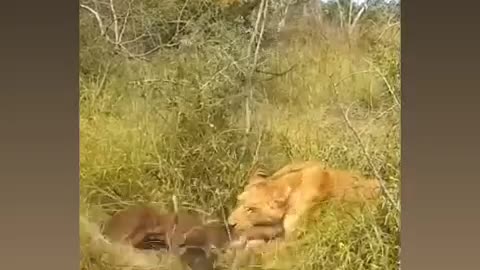Lion Hunting