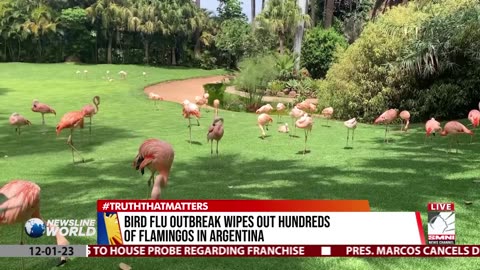 Bird flu outbreak wipes out hundreds of flamingos in Argentina