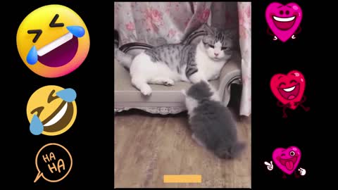 The funniest cats on the net