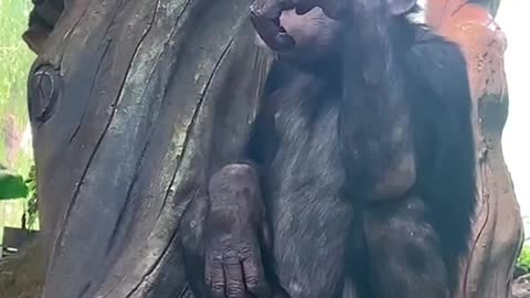 Little chimp eats the lime