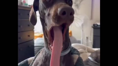 Yawning Dog Shows Off Incredibly Long Tongue