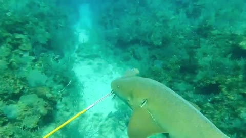 Feeding Lion Fish to Sharks to save the reef?