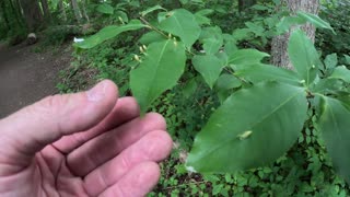 Episode 12 - Galls. What is on my leaves?
