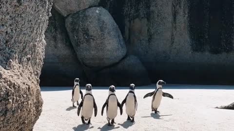 Penguins have beautiful walks