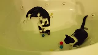 Cute cats have playtime in the tub.