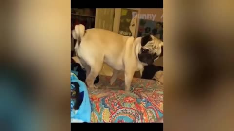 Hilarious Animal Moments 😂 Fresh Funny Clips of Cats and Dogs #2