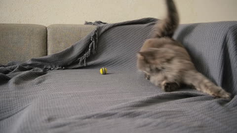Adorable Grey Cat Jumping Onto Sofa And Playing With Ball