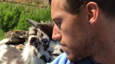 Heated Adorable Argument with Baby Goat