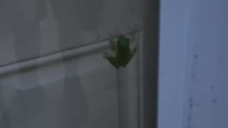 Ever wonder what happens when a frog eats a firefly?