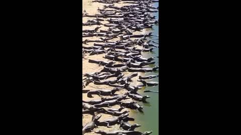 crocodile chewing drone,fishing crocodile with drone,crocodile eats drone,hundreds of crocodile