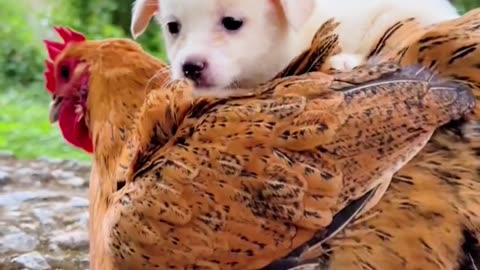 Heartwarming Moment: Puppy's Emotional Reunion with Mom! #Cutepetdebutplan #Dog #金. Puppy Misses Mom: A Golden Reunion