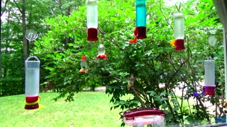 Hummingbirds