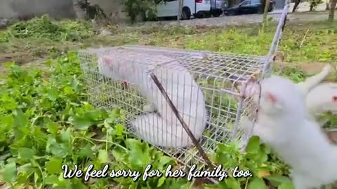 Homeless kittens crying out loud for Mother cat