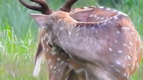 Beautiful Deer with pretty music