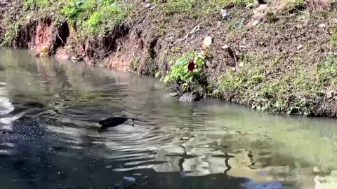 Fears for Brazil's caimans living in a dirty canal