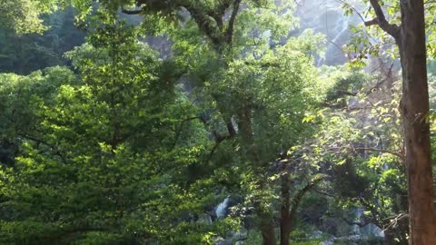 A Peaceful Forest Walk: The Perfect Combination of Relaxing Music, Bird Sounds