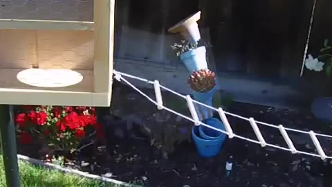 Unbelievable Squirrel Control Revealing the Surprising Secrets of Their GravityDefying Skills