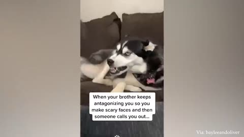 Huskies being dramatic for 10 minuts | FUNNIEST animals video