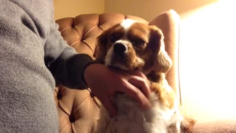 Dog hates when you stop petting him