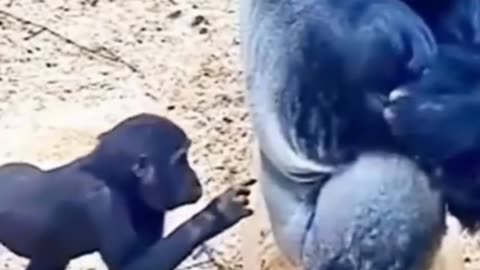 Monkey funny video monkey lover