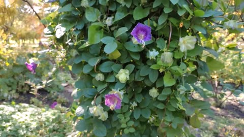 Cobaea Scandens Vine, Cup And Saucer Climber, Cathedral Bells Garden Plants