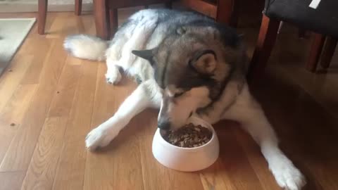 Malamute Patiently Waits For Food To Be Pushed Under His Head