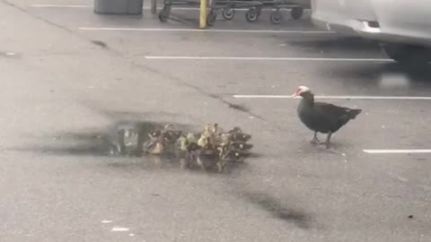 Ducklings Shopping at Walmart Flemimg Island Florida